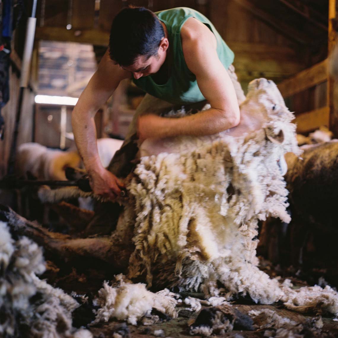 12-shearingFH080006