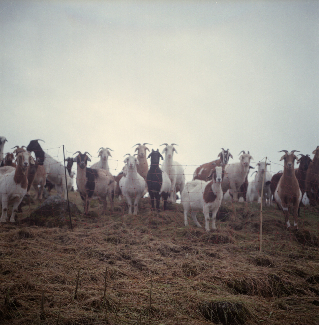 goats(5x5)